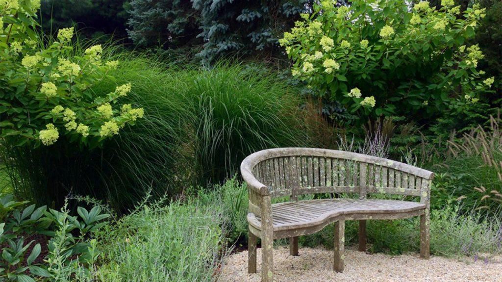 Wooden bench surrounded by different plants including Panicle hydrangeas and tall grass.