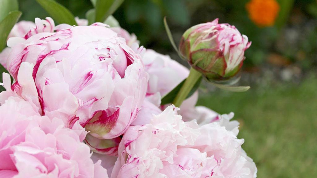 Close-up of light and dark pink peonies.