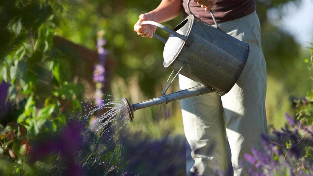 Gardener with watering container watering green plants and purple flowers.