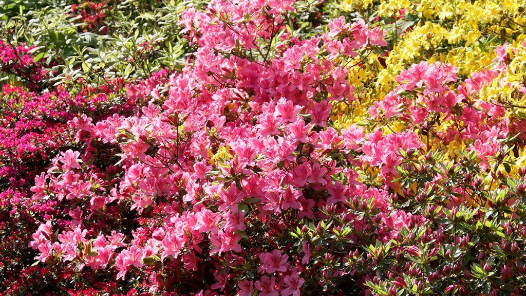 Bright pink Azaleas in front of yellow flowers.