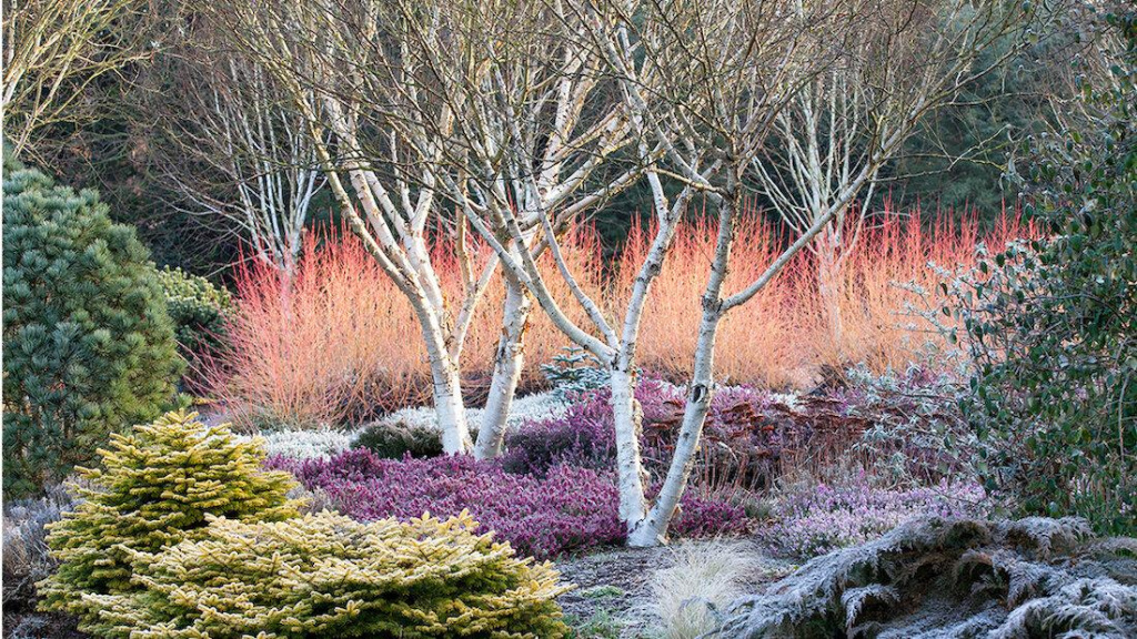 Winter garden featuring small birch trees, dogwood shrubs, a variety of dwarf conifers, and winter heath.