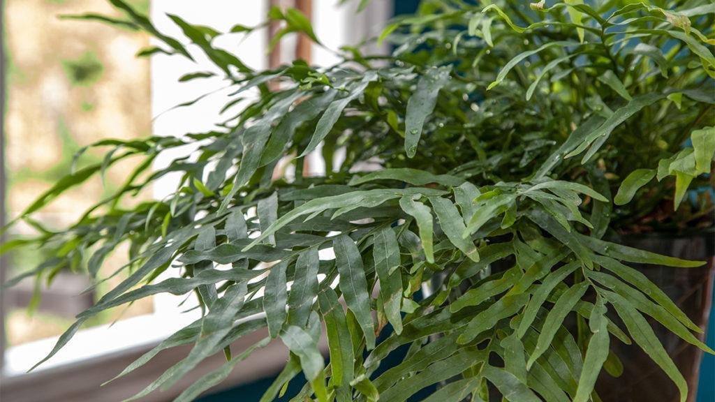 Close-up of an indoor fern by a window.