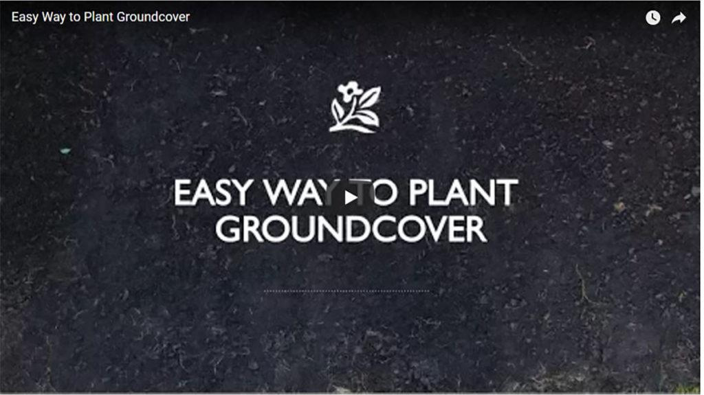 Screenshot of video title that says, "Easy Way to Plant Groundcover."