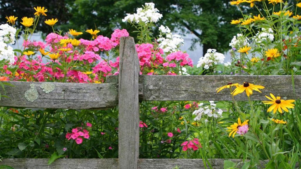 Wooden fence surrounded by pink, white, and yellow flowers including yellow coneflowers.