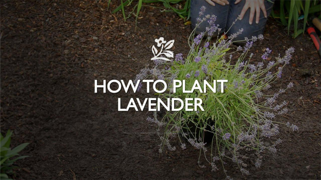 Lavender plant in dirt with text that reads, "How to Plant Lavender."