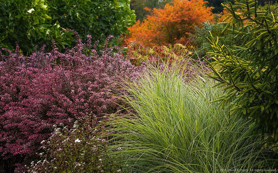 Different types of plants layered next to each other including purple and white flowers, tall grass, and shrubs.