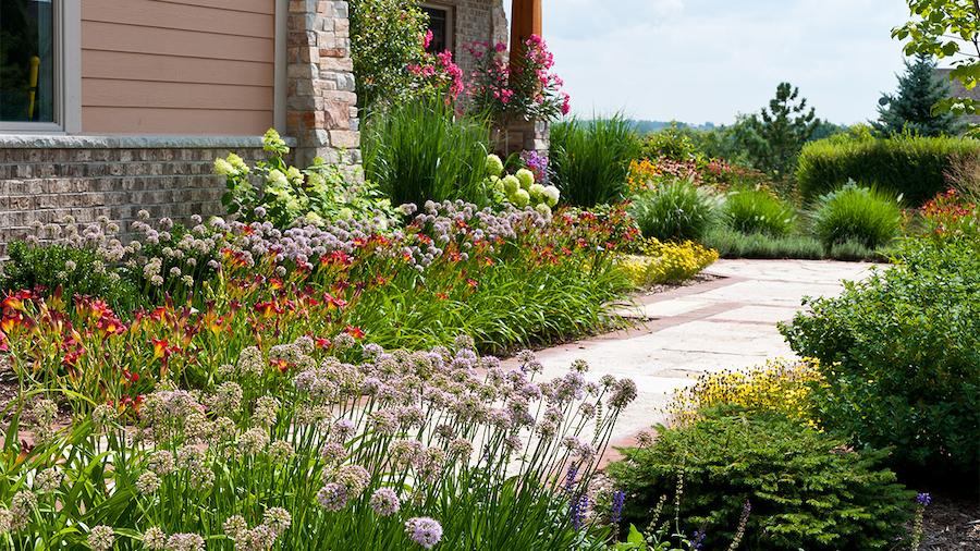 Front yard landscape filled with a variety of colorful flowers and plants including alliums, ornamental grasses, daylilies.