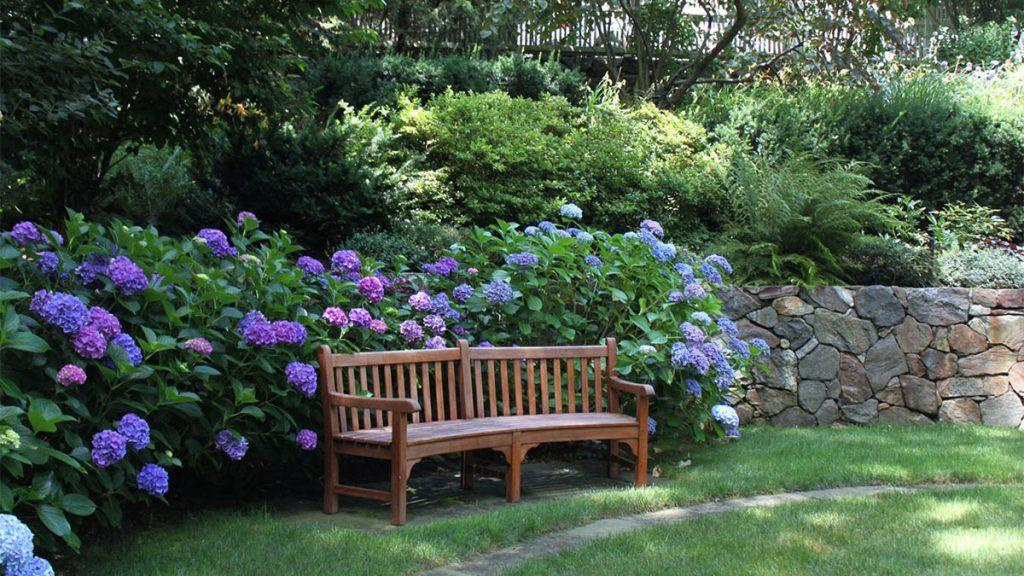 Outdoor scene with wooden bench, stone wall, and purple hydrangea flowers. 