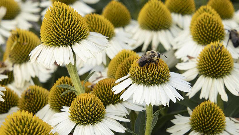 Why Flowering Plants Need Pollinators