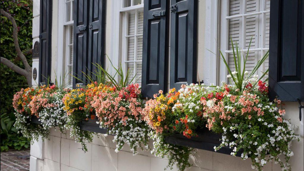 15 Fresh Ideas for Summer Windowboxes