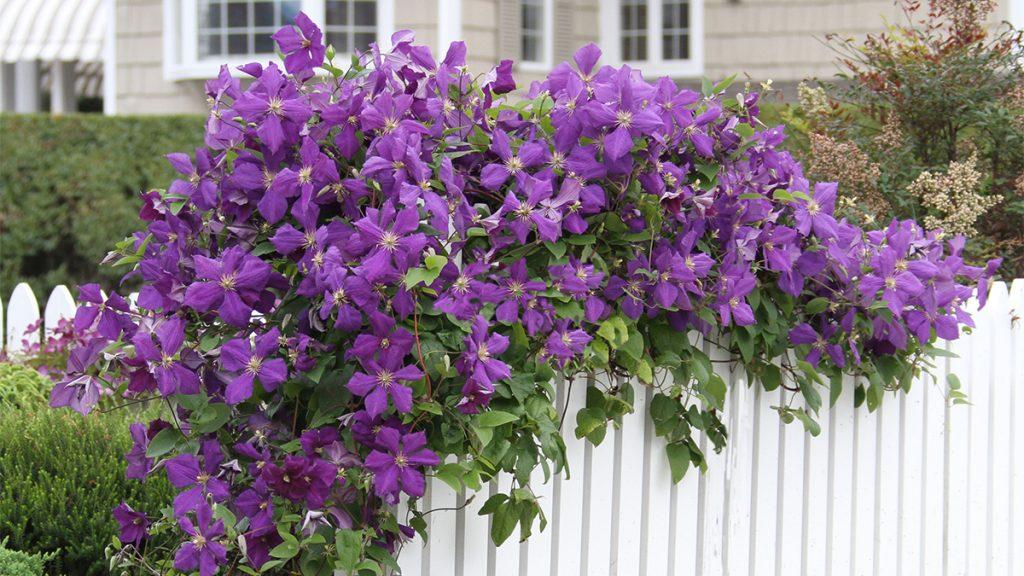 Clematis Plant for Late Blooms