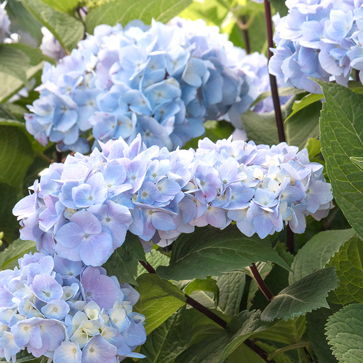 blue hydrangea flowers on the Blue Enchantress® Hydrangea