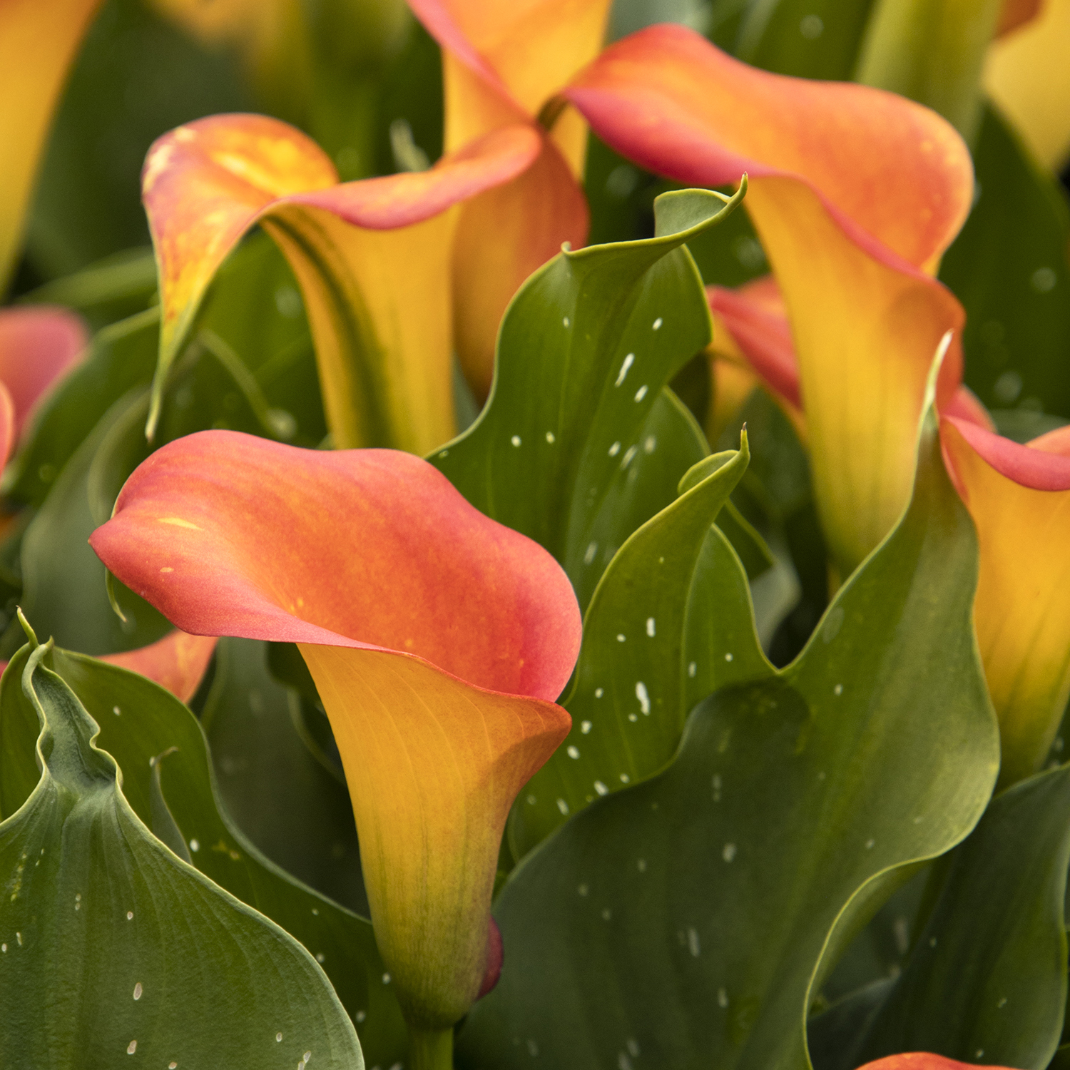 orange and yello calla lily flower