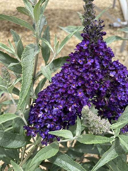 Sparkler® Purple Petite Butterfly Bush, Monrovia Plant