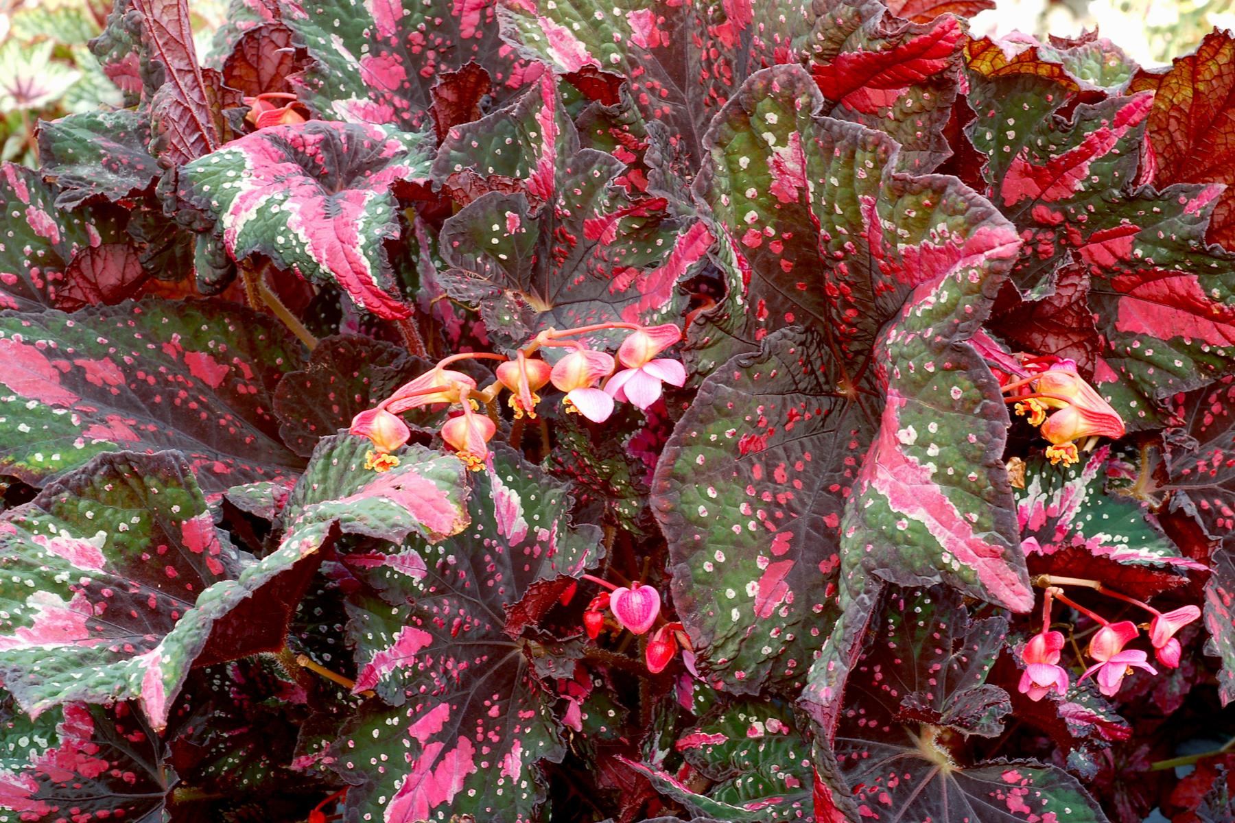 Terra Nova Nurseries 