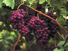 Ruby Seedless Grape, Vitis vinifera 'Ruby Seedless', Monrovia Plant