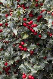 Grow Your Own Christmas Holly - Grit