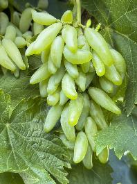 Ruby Seedless Grape, Vitis vinifera 'Ruby Seedless', Monrovia Plant