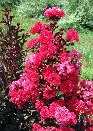 Double Dynamite® Crape Myrtle, Lagerstroemia indica 'WHIT X' PP #27,085