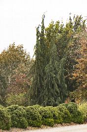 weeping nootka false cypress nursery in nebraska