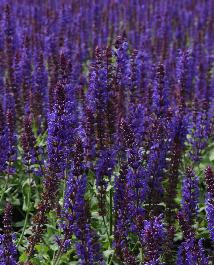 Lyrical™ Blues Meadow Sage, Salvia x nemorosa 'Balyriclu' PP #22,919