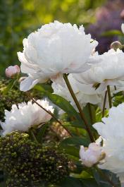 Duchesse De Nemours Peony