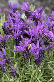 Javelin Forte™ Deep Purple Spanish Lavender, Monrovia Plant