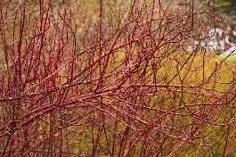 Red Twig Dogwood, Cornus alba ‘Sibirica’, Monrovia Plant