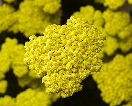 Achillea 'Moon Dust™', Moon Dust™ Yarrow