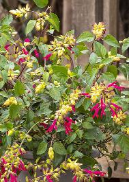 Fashion™ Cherry Sage, Salvia buchananii x splendens, Monrovia Plant