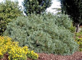 Dwarf Eastern White Pine, Pinus strobus 'Nana', Monrovia Plant