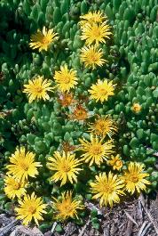 Yellow Ice Plant