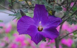 Leon S Purple Delight Lilac Hibiscus