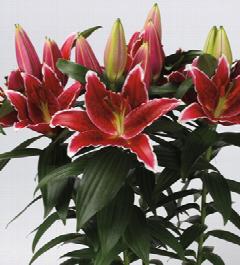 Monrovia Pink Lily Oriental Sunny Keys in 1-Gallon Pot in the Perennials  department at