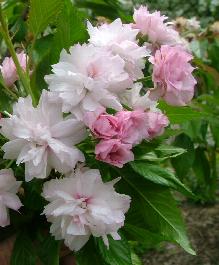 Weeping Extraordinaire Double Flowering Cherry