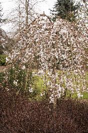 Weeping Cherry Trees: Plant and Care Guide