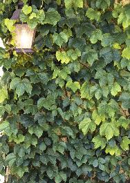 Boston Ivy - The Good Earth Garden Center