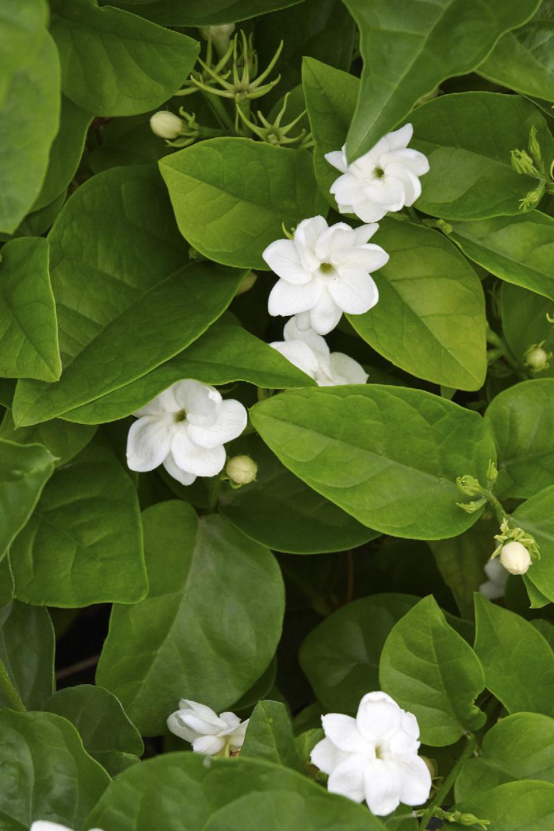 White Potted Jasmine Plant For Sale