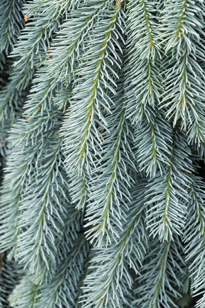 Picea pungens 'The Blues' Colorado Spruce
