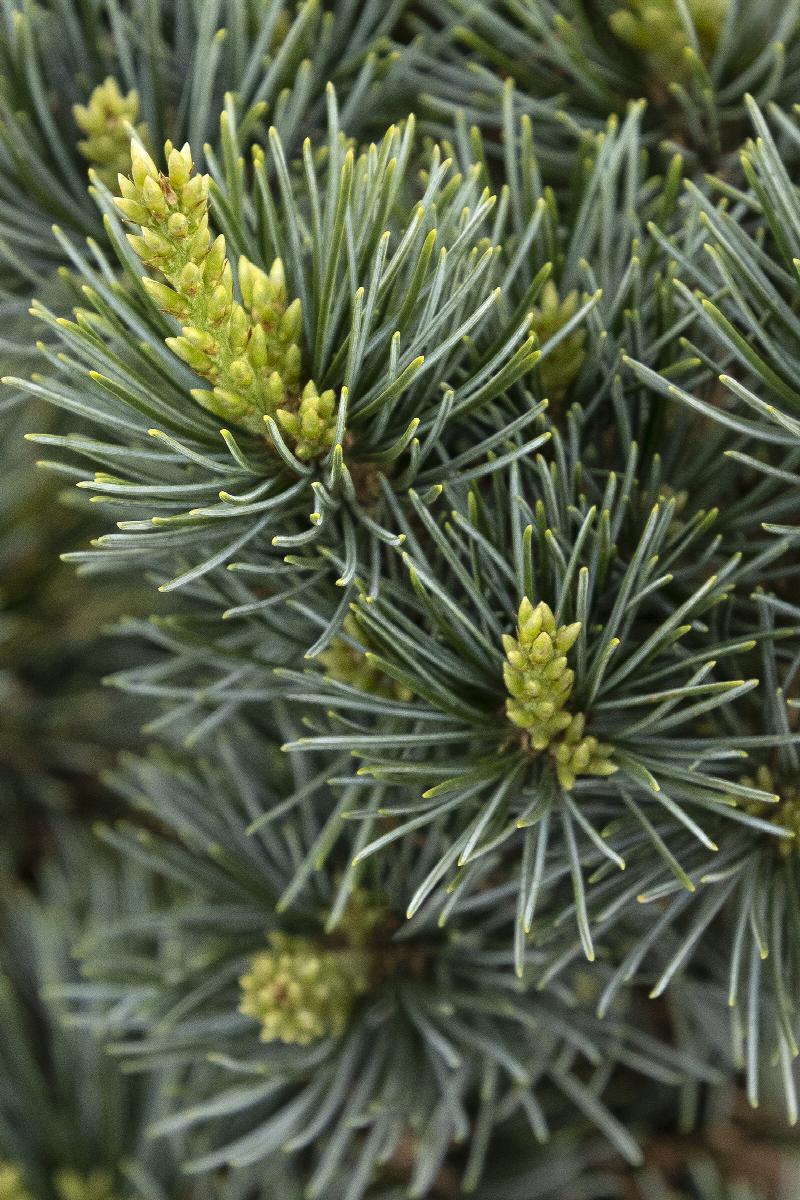 Tips For Planting White Pines: Care Of White Pine Trees In The Landscape