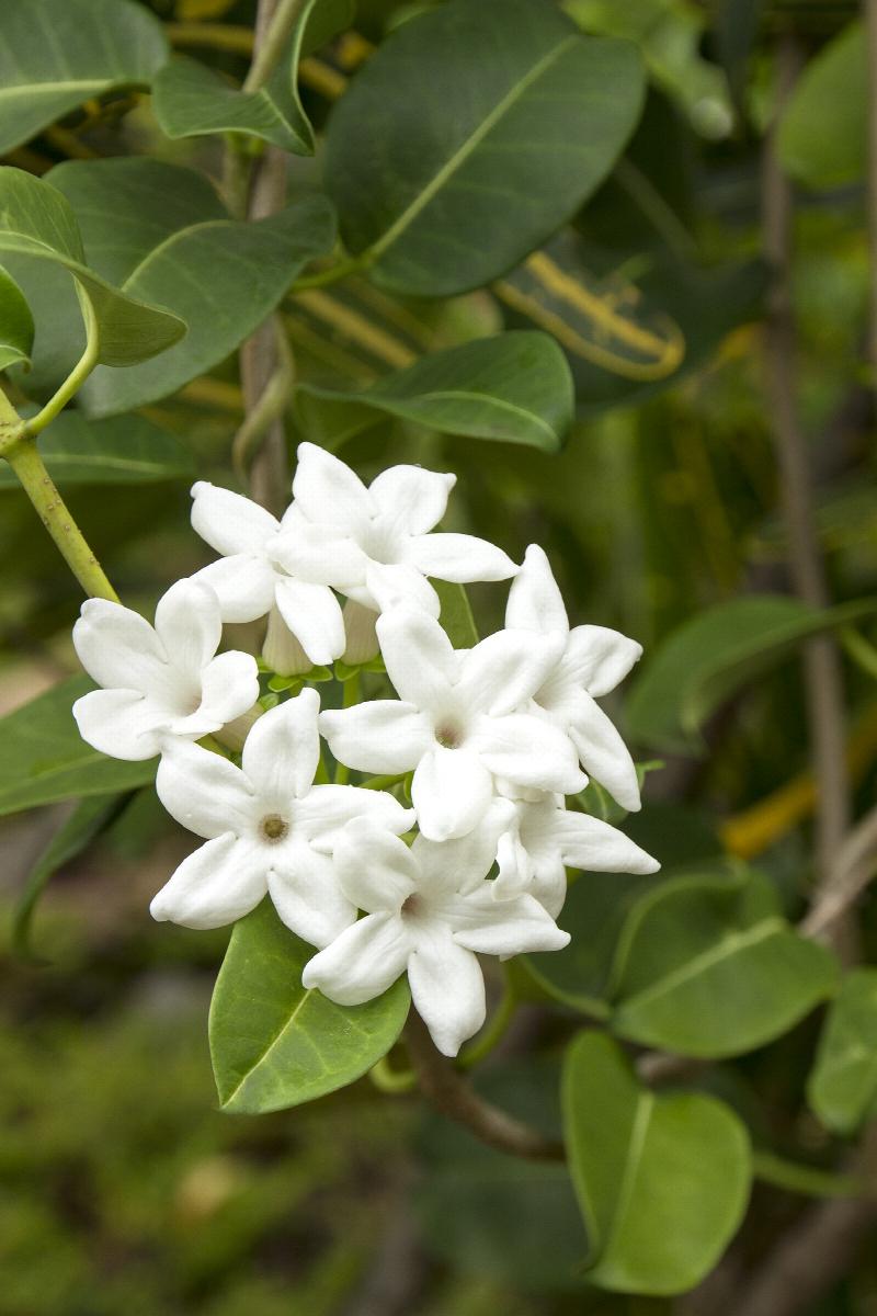 Jasmine, Stephanotis floribunda, Monrovia Plant