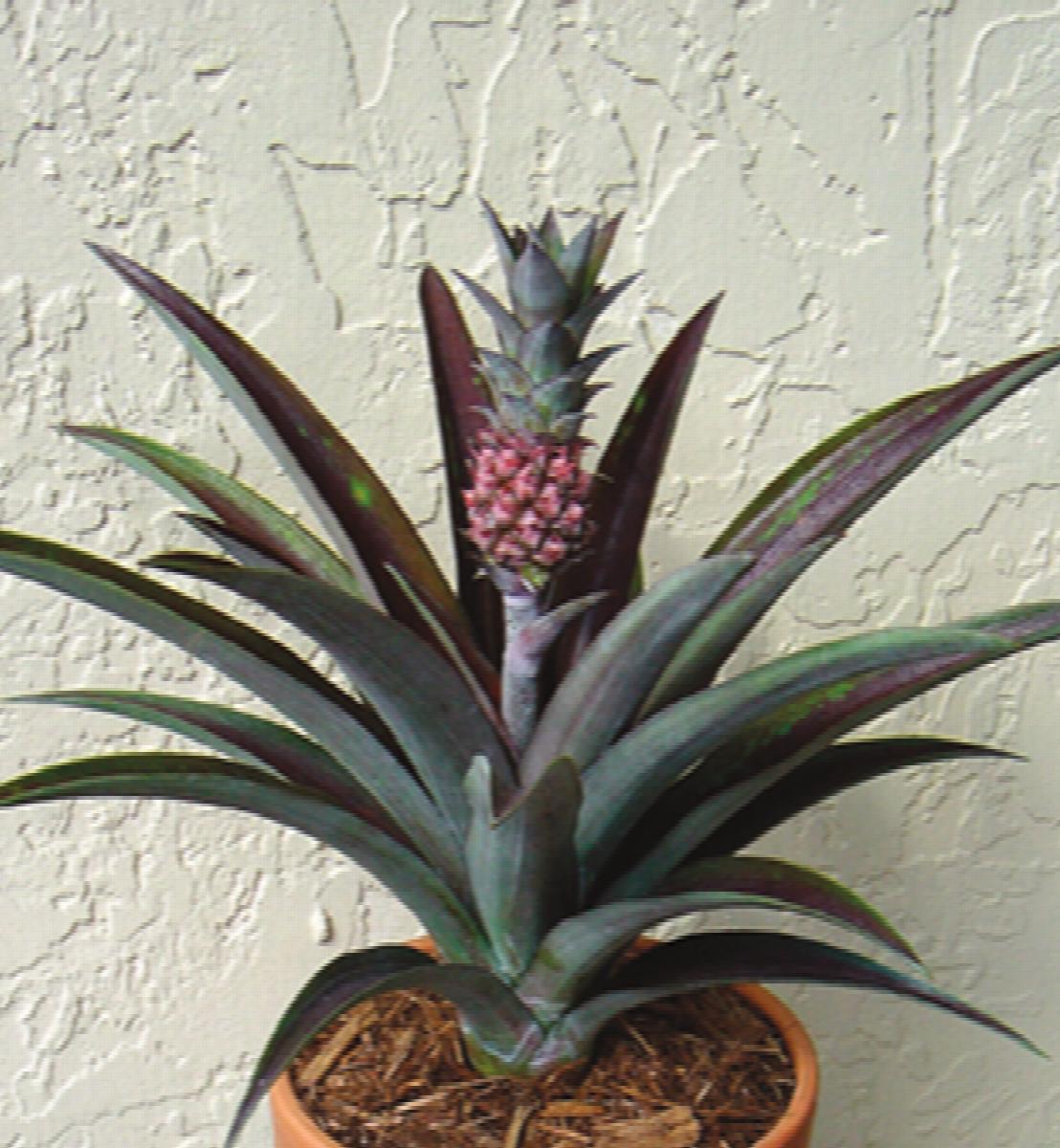 tandarts wonder Sitcom Red Spineless Pineapple, Ananas lucidus, Monrovia Plant