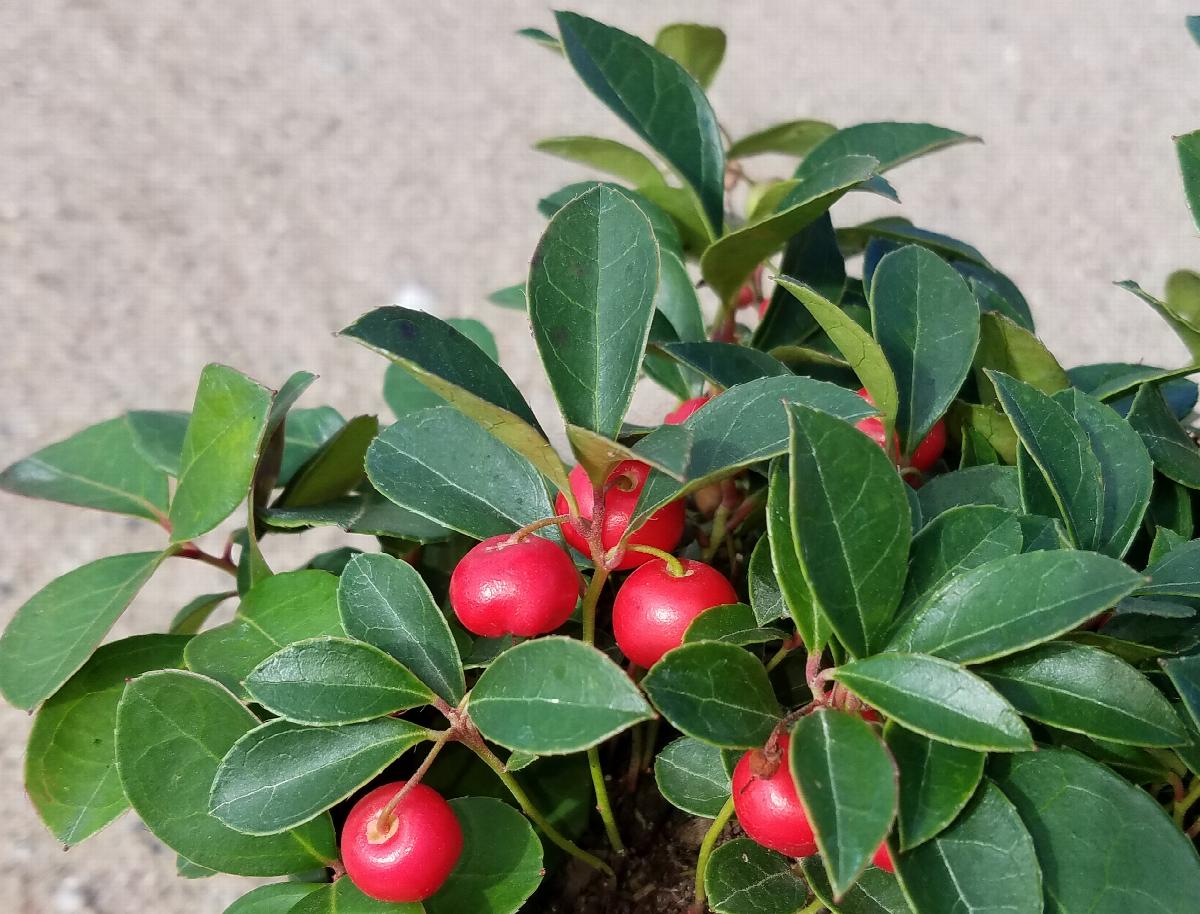 Cherry Berries™ Wintergreen, Monrovia Plant