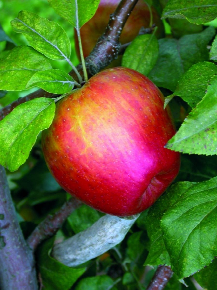 Honeycrisp Apple Tree - I/O