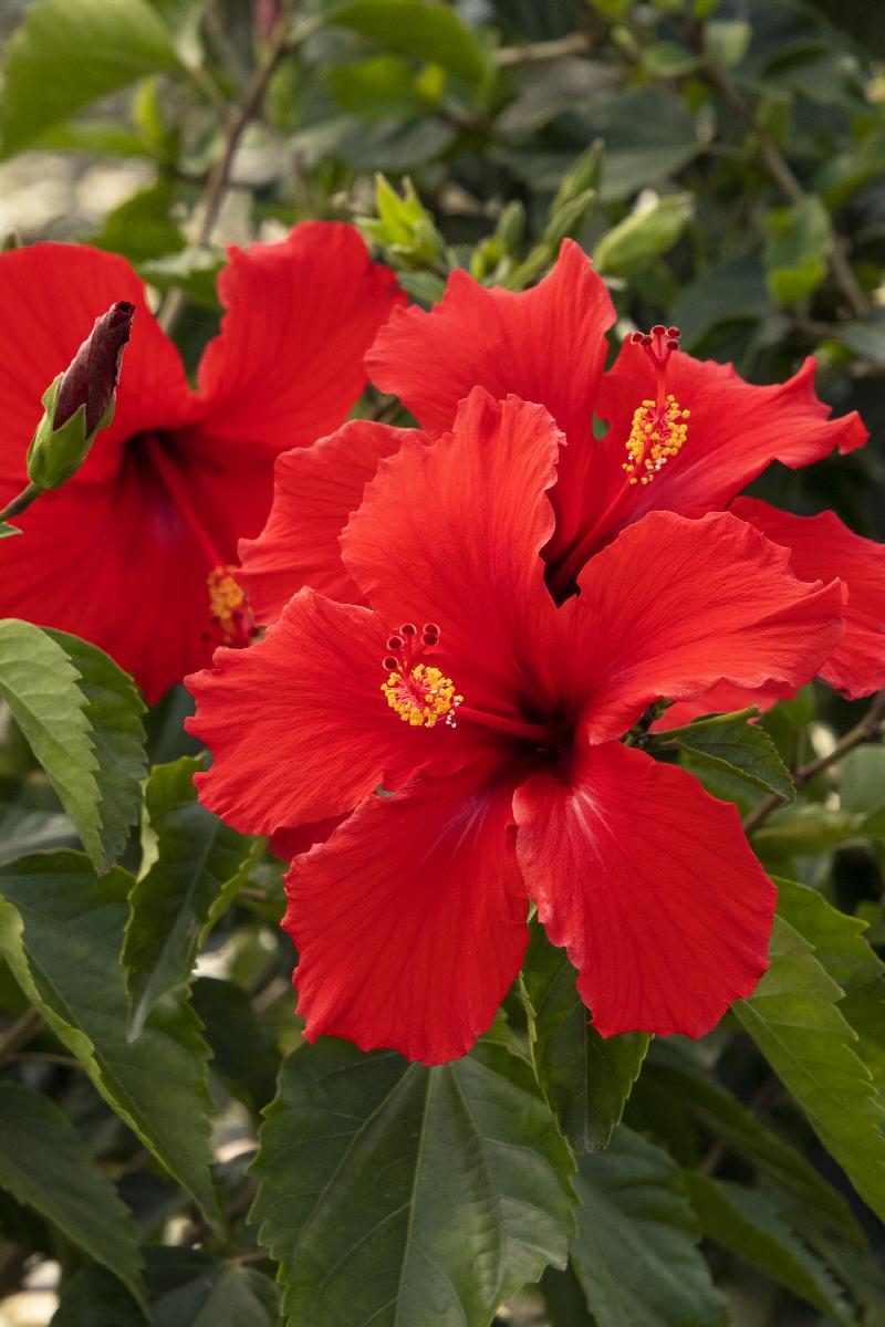 Brilliant Hibiscus, Hibiscus rosa-sinensis 'Brilliant', Monrovia Plant