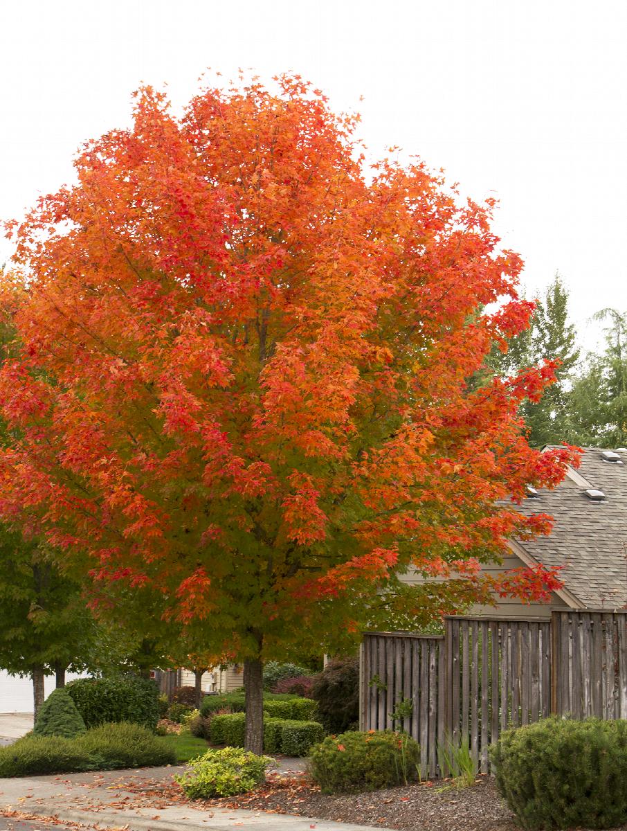 Glory® Red Maple, Acer rubrum 'PNI 0268', Monrovia