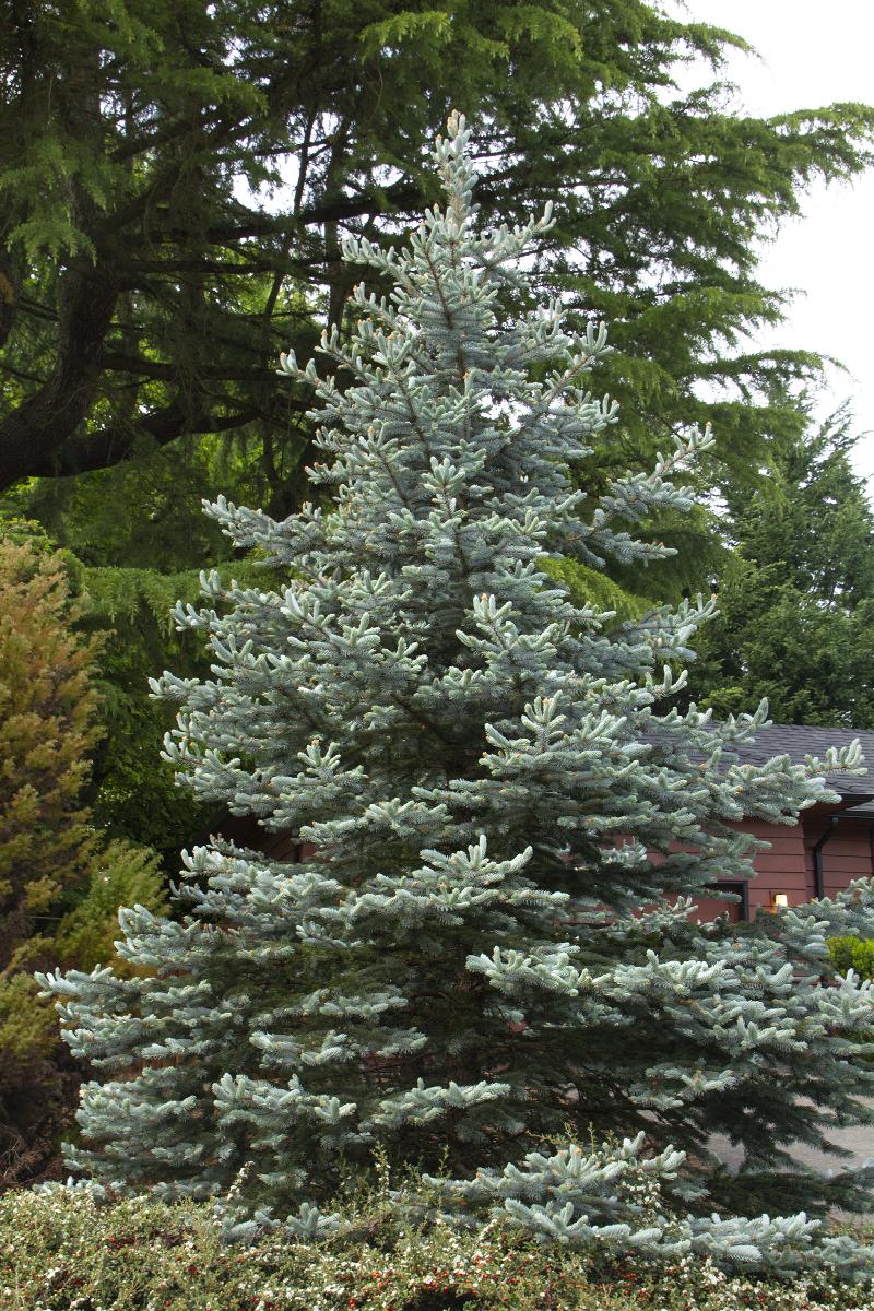 Colorado Blue Spruce, Picea pungens 'Glauca', Monrovia Plant