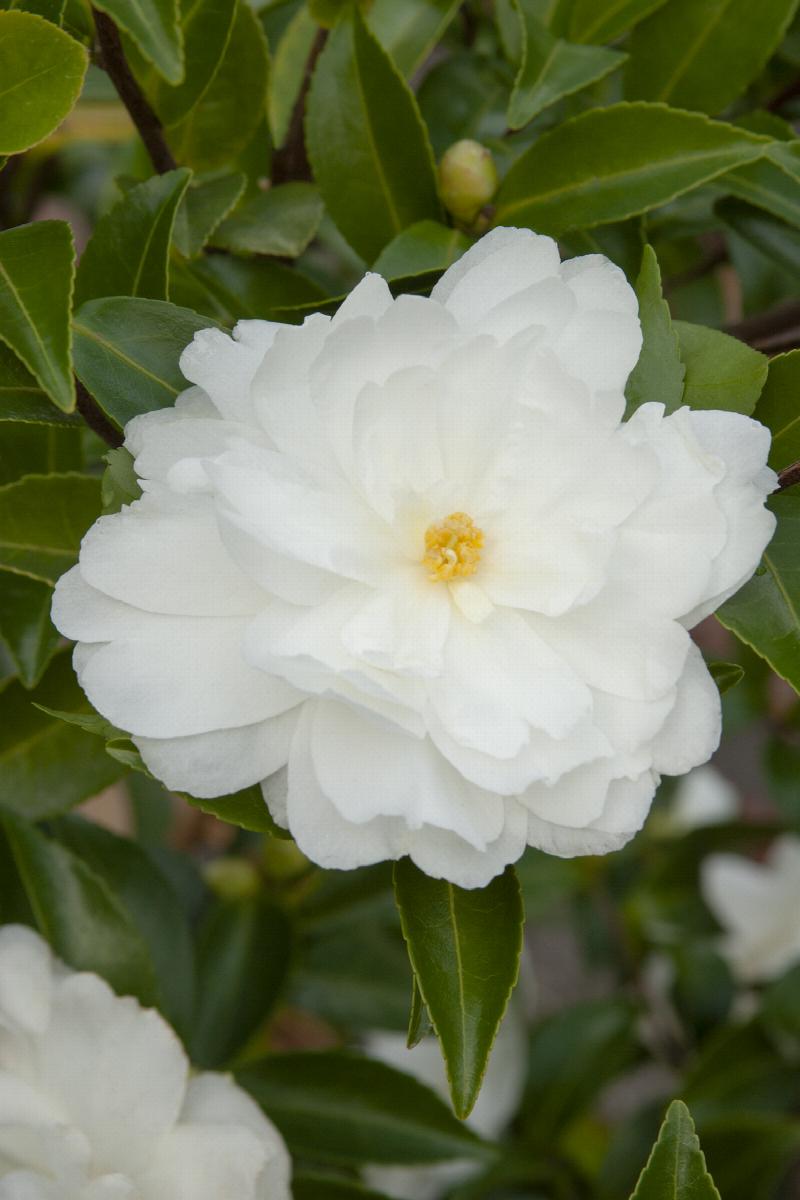 Descubra 100 kuva camellia sasanqua blanc - Thptnganamst.edu.vn