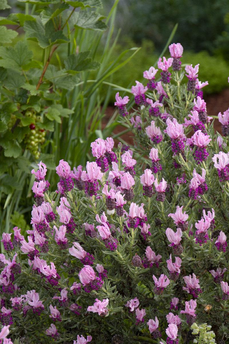 Javelin Forte™ Deep Rose Lavender, Spanish Monrovia Plant