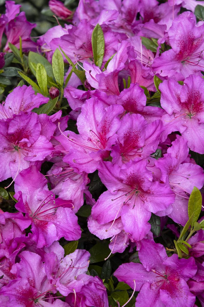Double Shot® Grape Rhododendron x PP #24,751